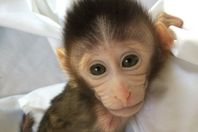 Macaco criado pelos pesquisadores da Academia Chinesa de Ciências, em Xangai, afetado pela duplicação do gene MECP2.