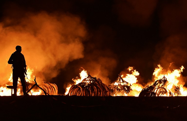 Quênia faz 11 fogueiras com 105 toneladas de mafim no Parque Nacional de Nairóbi, neste sábado
