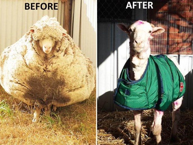 <p>Antes e depois de Chris, o carneiro com pelo gigante encontrada nos arredores de Canberra, na Austrália, é tosquiada - 03/09/2015</p>