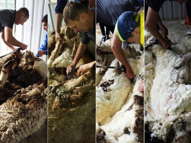 <p>Ian Elkins, campeão australiano de tosa, foi chamado para cortar os pelos do carneiro</p>