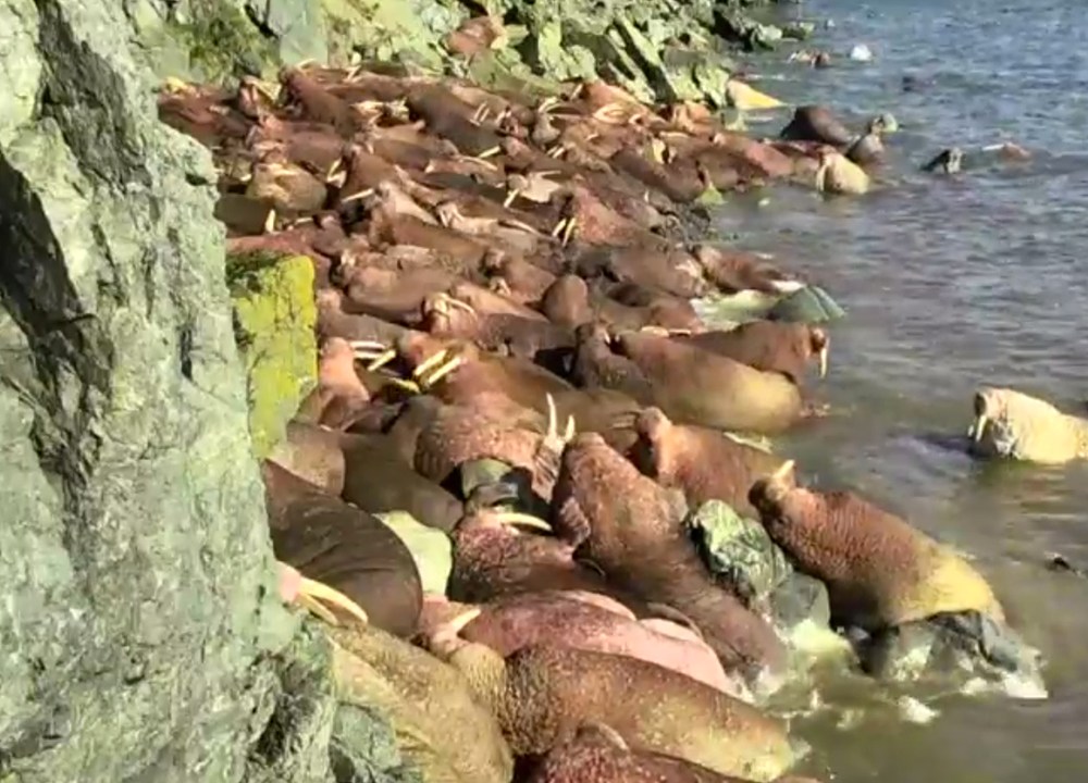 Santuário da morsas em Round Island, Alasca