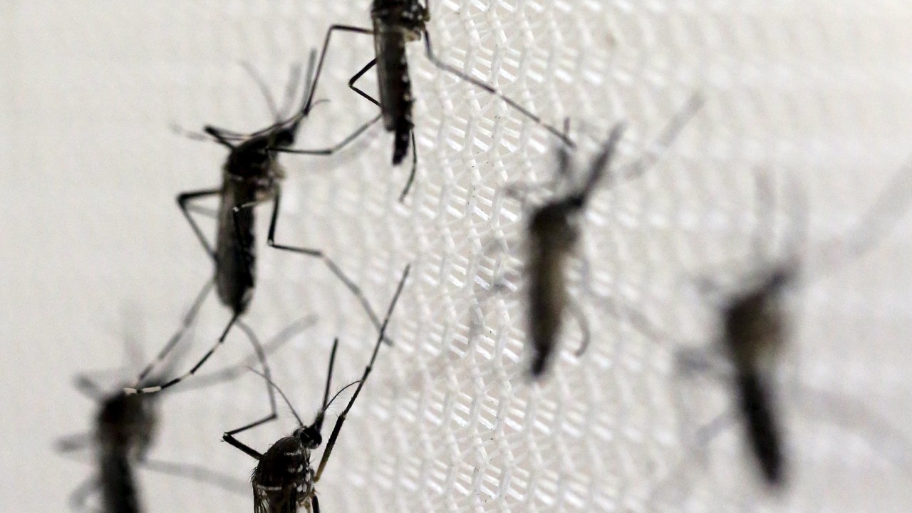 De acordo com a OMS, doze grupos de pesquisa estão trabalhando no desenvolvimento de uma vacina contra o zika vírus
