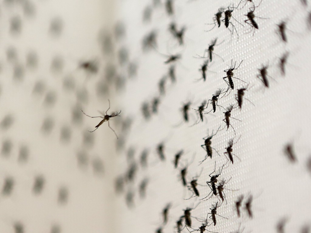 De acordo com o último boletim epidemiológico divulgado pela Secretaria de Saúde de Pernambuco, 84 das 184 cidades do Estado estão correndo risco de surto de arboviroses por causa do alto índice de infestação por Aedes aegypti