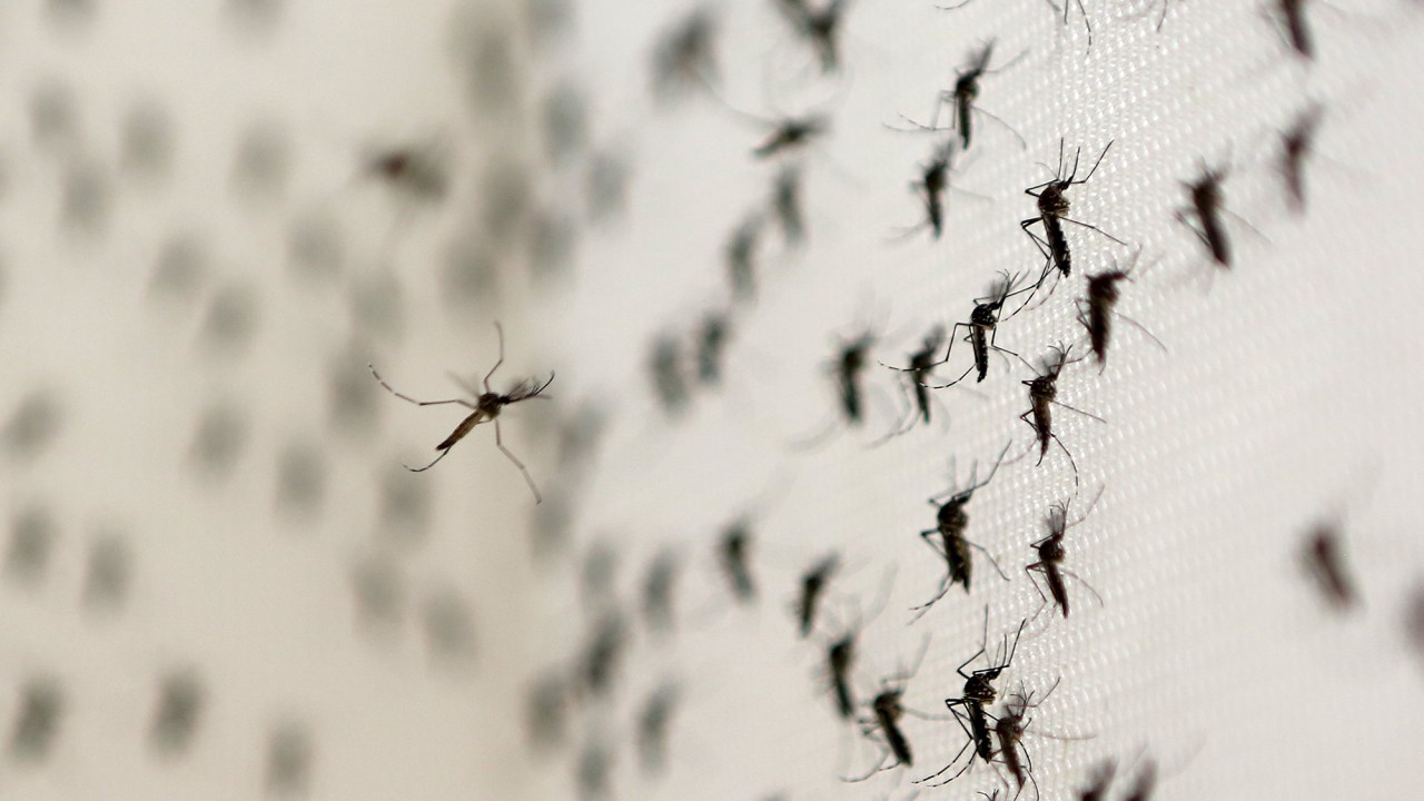 De acordo com o último boletim epidemiológico divulgado pela Secretaria de Saúde de Pernambuco, 84 das 184 cidades do Estado estão correndo risco de surto de arboviroses por causa do alto índice de infestação por Aedes aegypti