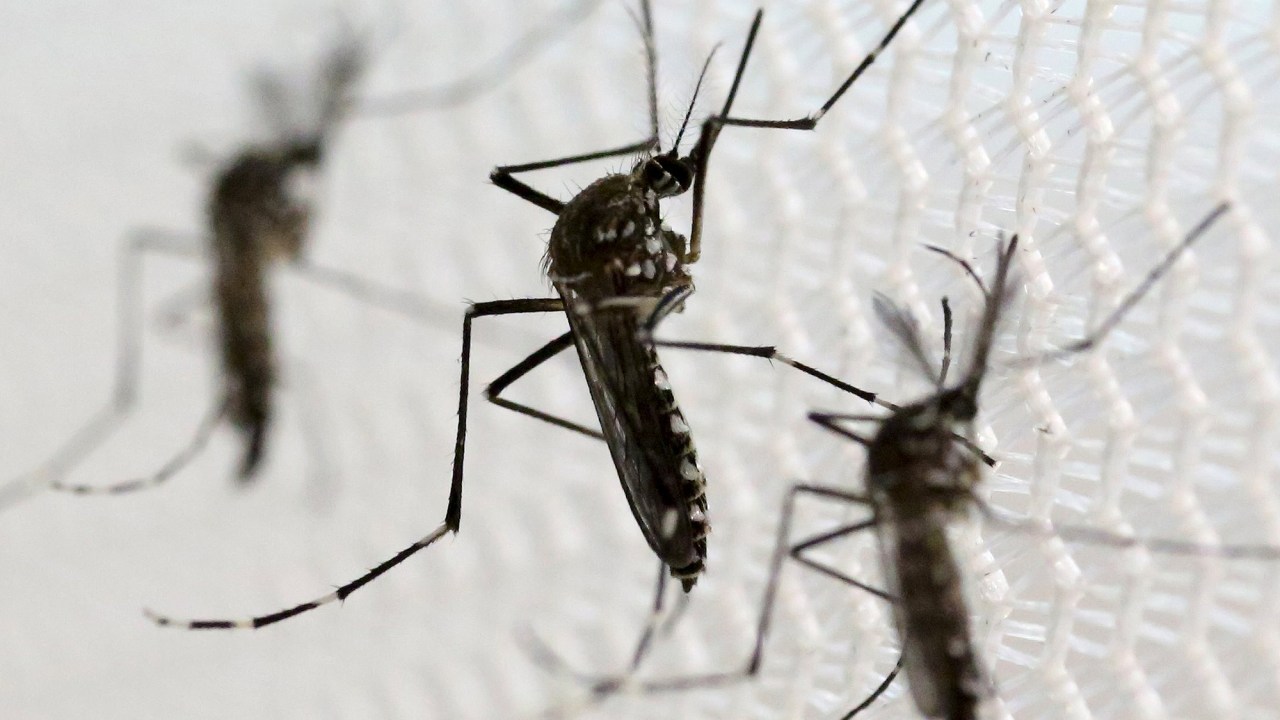 Mosquito 'Aedes aegypti', transmissor da dengue, chikungunya e zika