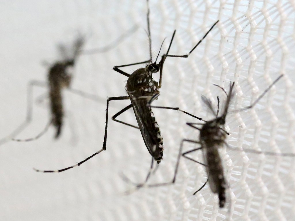 Mosquito Aedes aegypti, transmissor da Dengue, zika e chikungunya
