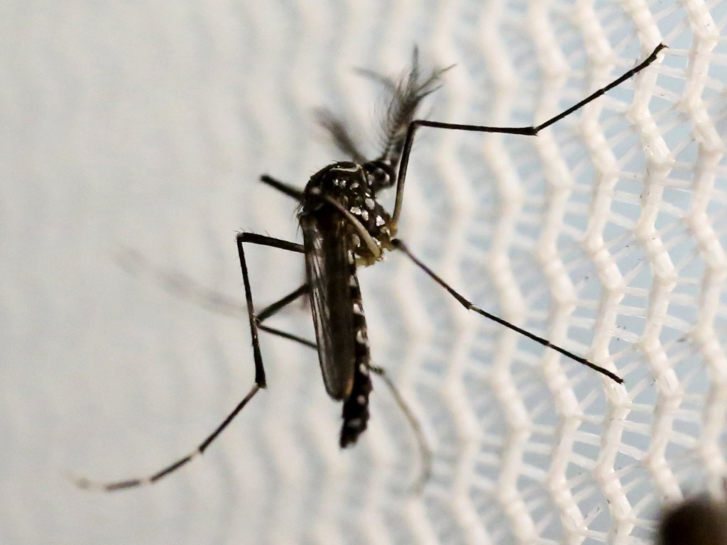 Mosquito 'Aedes aegypti', transmissor da dengue, chikungunya e zika