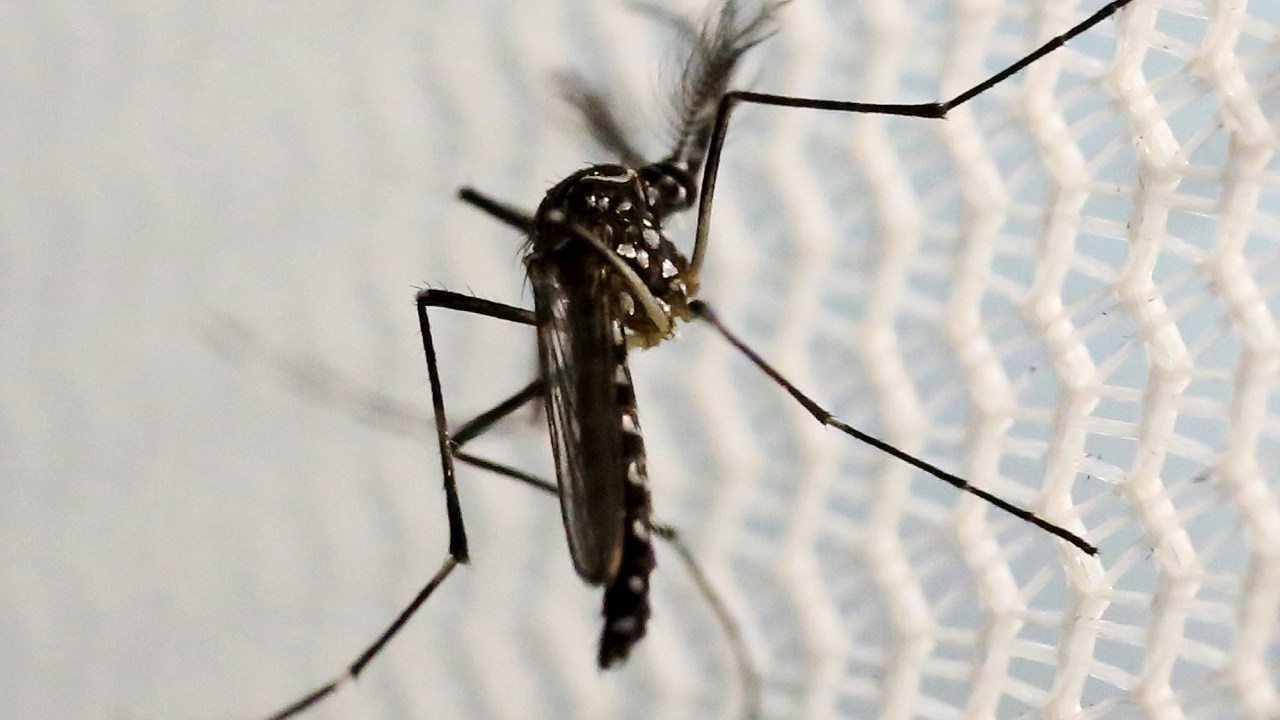 Mosquito 'Aedes aegypti', transmissor do zika, chikungunya e dengue