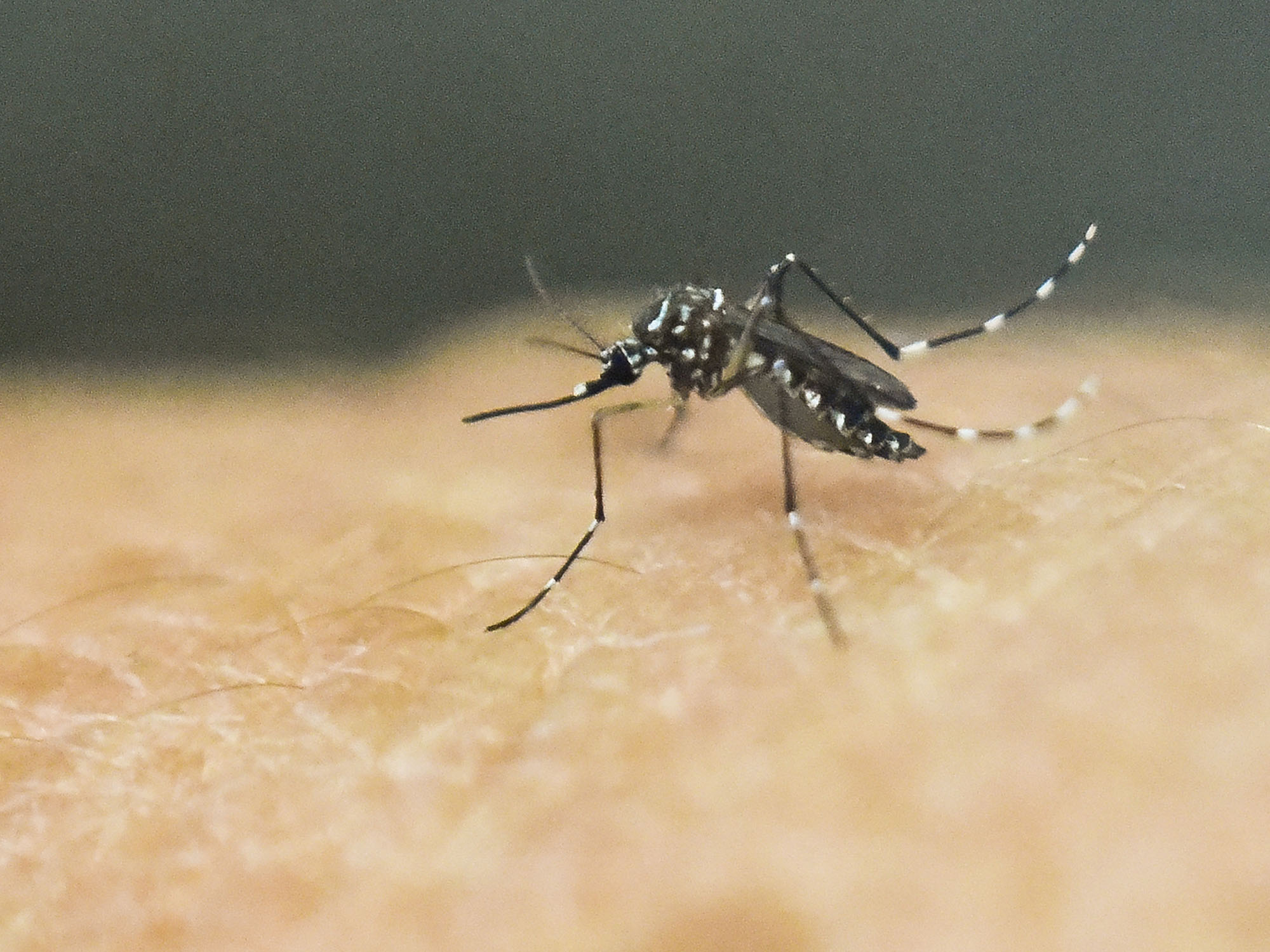 Para a OMS, o nível de alerta para a epidemia de zika é extremamente alto devido ao risco de uma potencial disseminação internacional