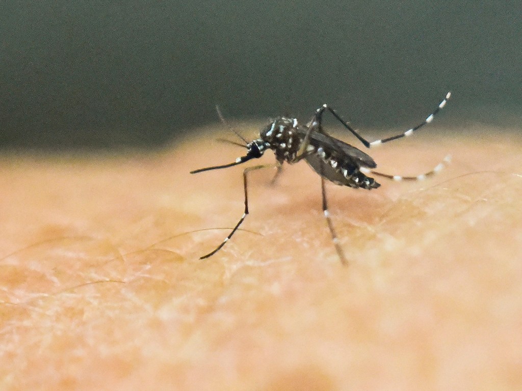 Para a OMS, o nível de alerta para a epidemia de zika é extremamente alto devido ao risco de uma potencial disseminação internacional