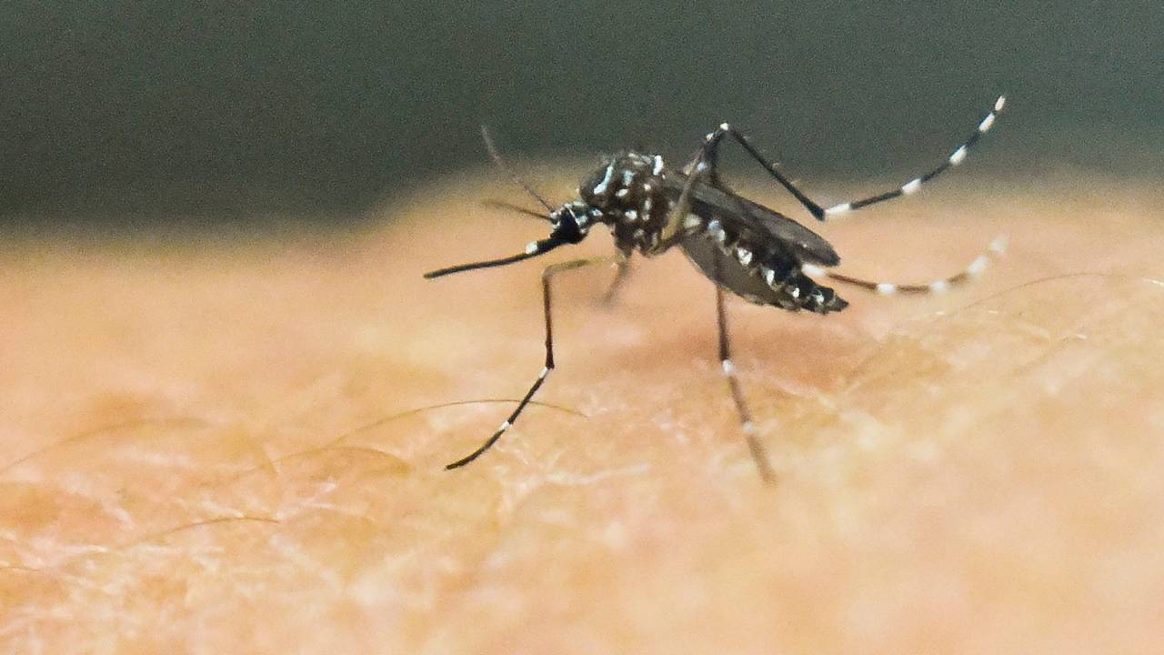 Aedes aegypti, o mosquito transmissor de Dengue, Febre Chikungunya e Zika Vírus