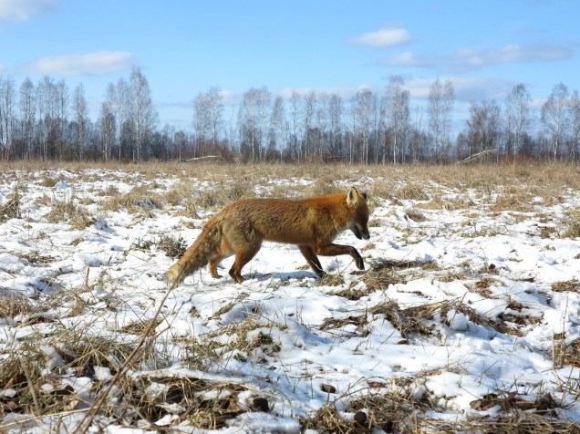 Trinta anos após o desastre nuclear de Chernobyl, a zona afetada pela radiação permanece inabitada por seres humanos. Somente animais vivem na região, tais como lobos, alces e outros animais selvagens - 05/03/2016
