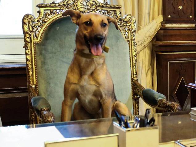 O presidente da Argentina, Mauricio Macri, posta foto do cachorrinho Balcarce adotado por sua família, sentado na cadeira presidencial