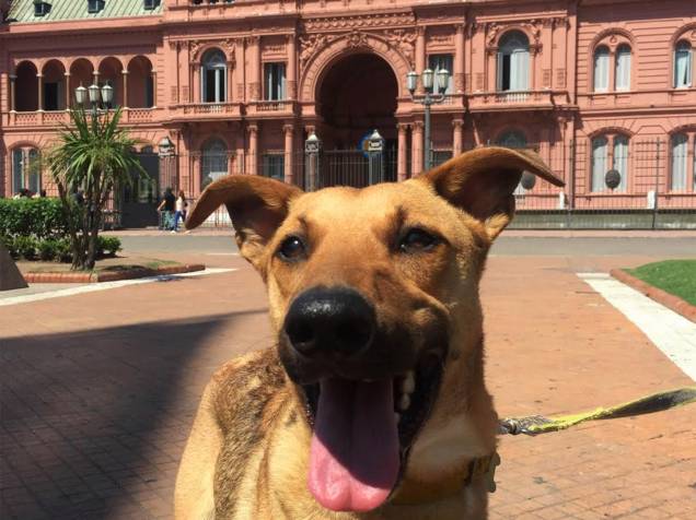 O cachorrinho Balcarce, adotado pelo presidente argentino Mauricio Macri, aparece em frente à Casa Rosada