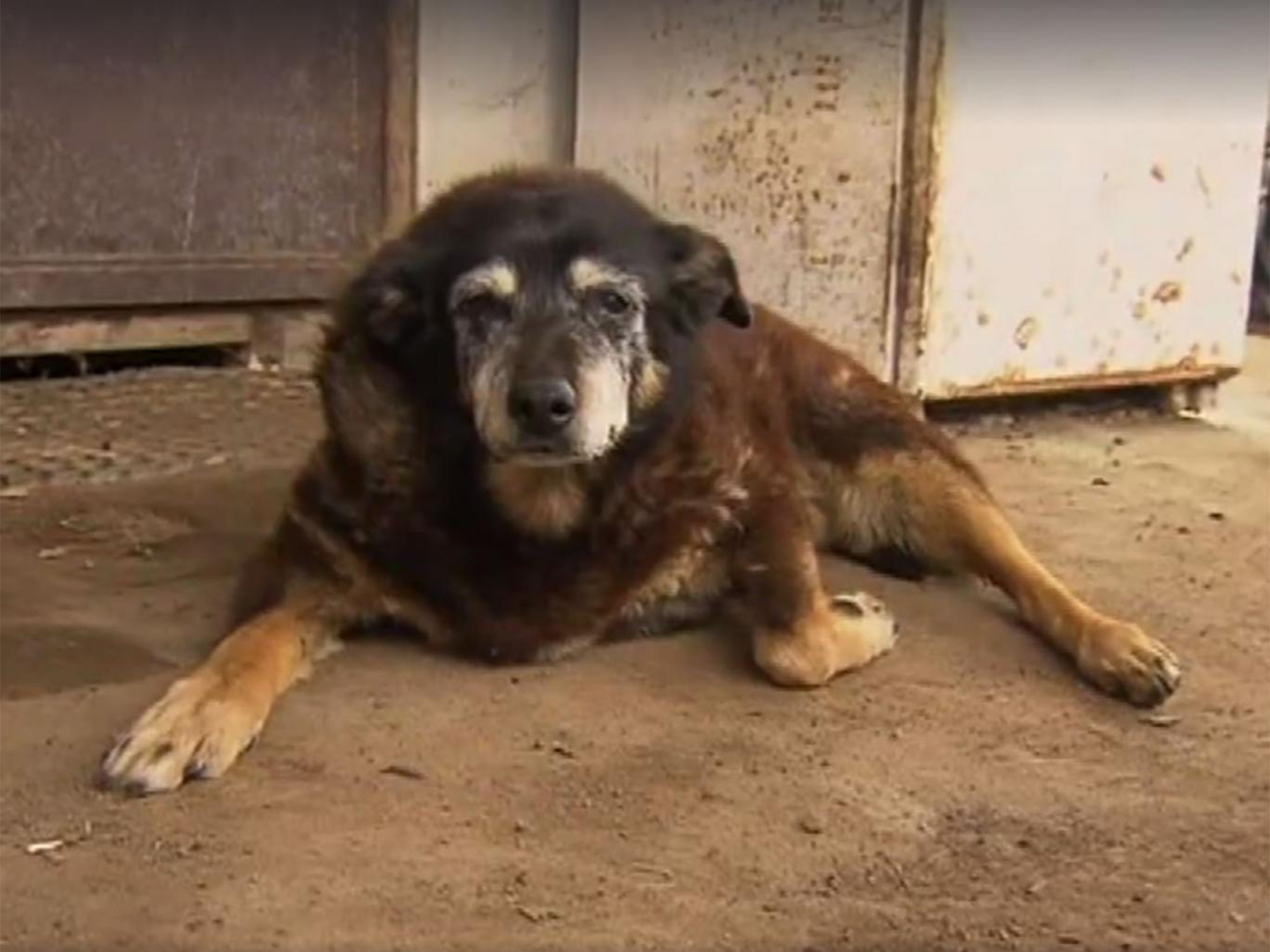 the oldest dog to ever live        
        <figure class=