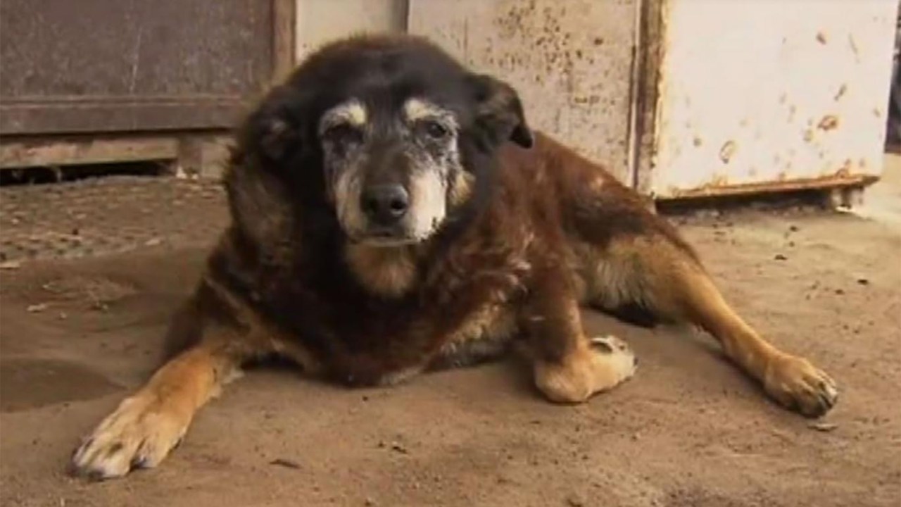 A cadela Maggie da raça kelpie australiano, que segundo seu dono Brian McLaren viveu por 30 anos