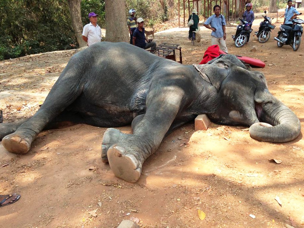 Guias turísticos causaram a morte de um elefante, após forçá-lo a transportar turistas em dias de altas temperaturas, no Camboja - 26/04/2016