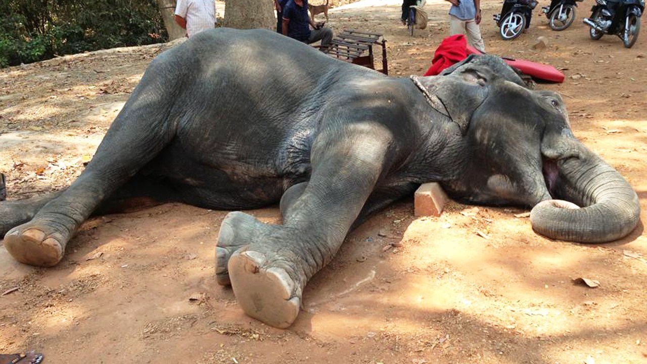 Guias turísticos causaram a morte de um elefante, após forçá-lo a transportar turistas em dias de altas temperaturas, no Camboja - 26/04/2016