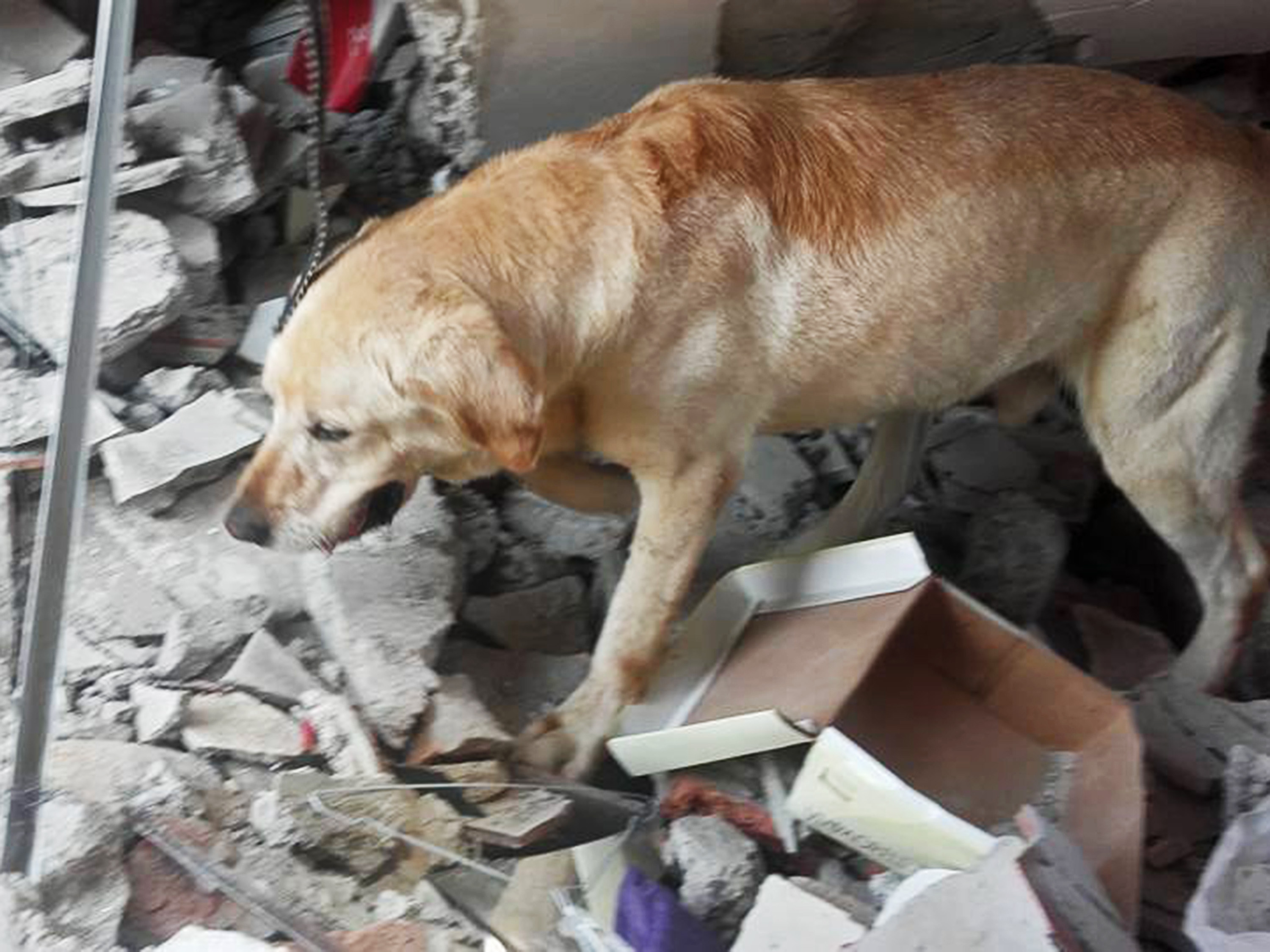 Cão usado em operações de resgate no Equador