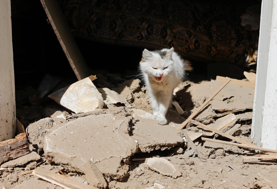 Gato anda entre escombros de casa destruída em recente bombardeio em Ilovaysk, leste da Ucrânia - 31/08/2014