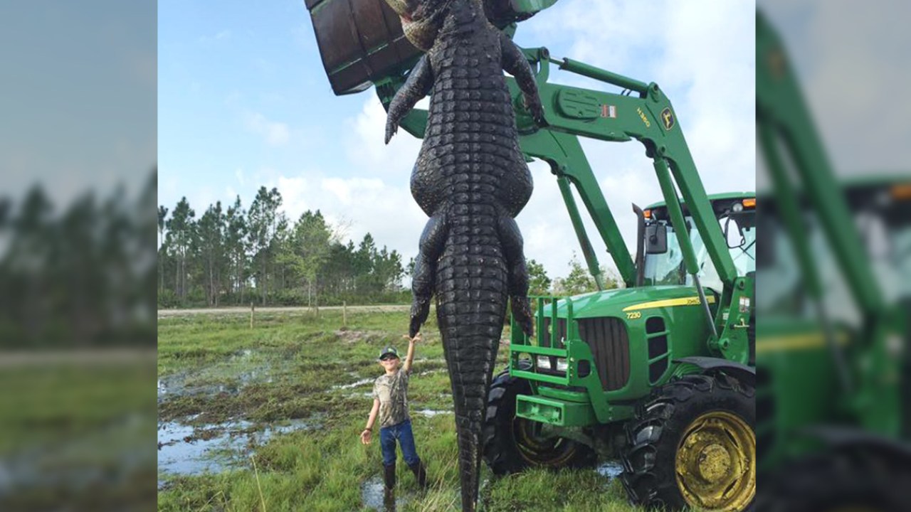 Jacaré gigante é capturado na Flórida (EUA)