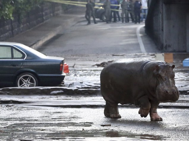 Hipopótamo atravessa rua alagada em Tbilisi, Geórgia. Animais do jardim zoológico da cidade, incluindo tigres, leões, ursos e lobos fugiram de suas jaulas danificadas pelas chuvas - 14/06/2015