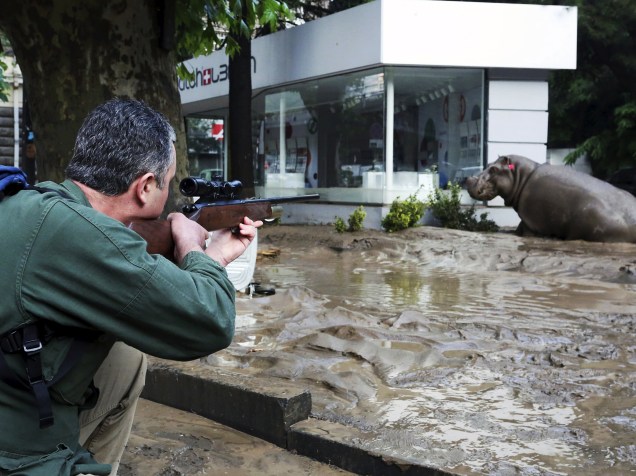 Homem dispara um dardo tranquilizante em um hipopótamo que fugiu após inundação no zoológico da cidade de Tbilisi, na Geórgia - 14/06/2015