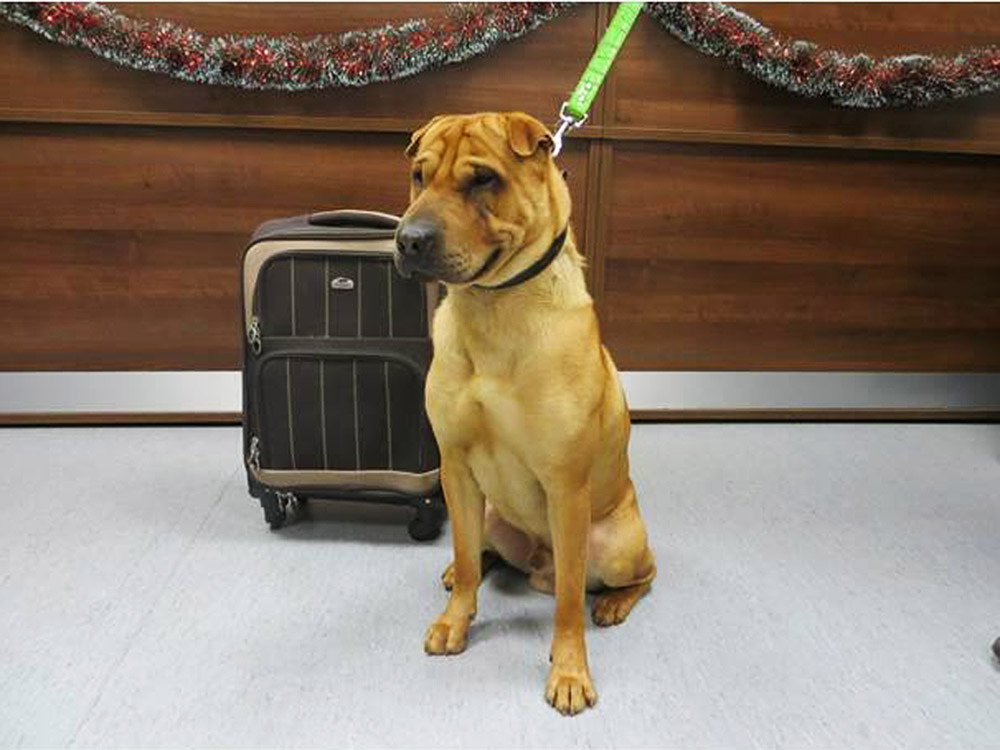 Cachorro é abandonado em estação de trem com pertences em mala na Escócia