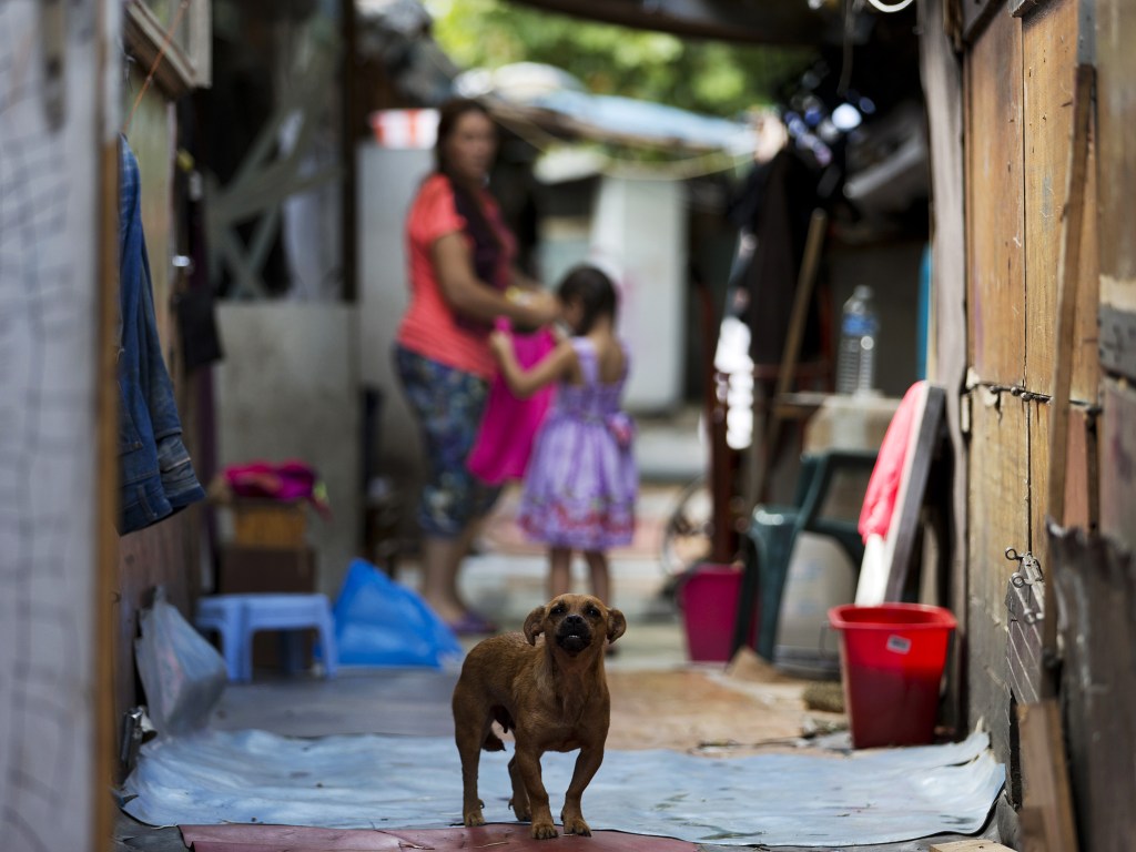 Cachorro fotografado na favela La Samaritaine nos arredores de Paris, na França - 14/08/2015