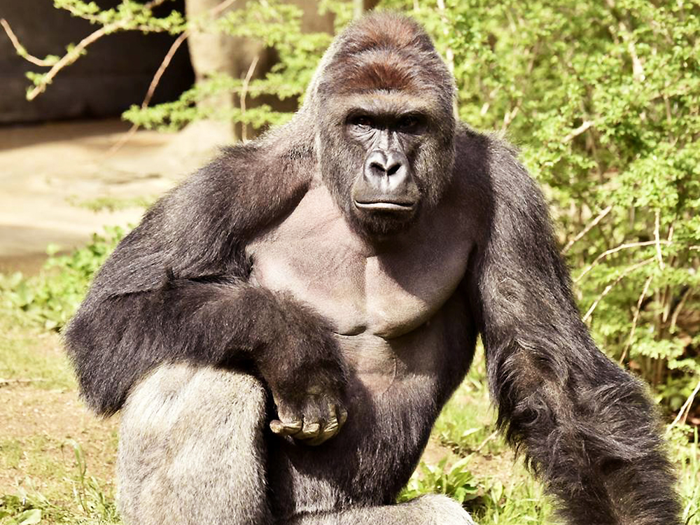 O gorila Harambe, de 17 anos, foi morto após um criança de quatro anos de idade, cair na jaula do animal, no Zoológico de Cincinnati, nos Estados Unidos
