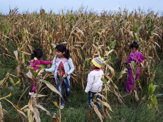Crianças sírias brincam em um campo de milho depois de cruzarem para a Hungria a partir da fronteira com a Sérvia, perto da aldeia de Röszke - 05/09/2015