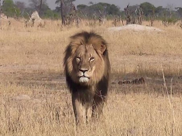 <p>O leão Cecil, a principal atração do parque Hwange, no Zimbábue</p>