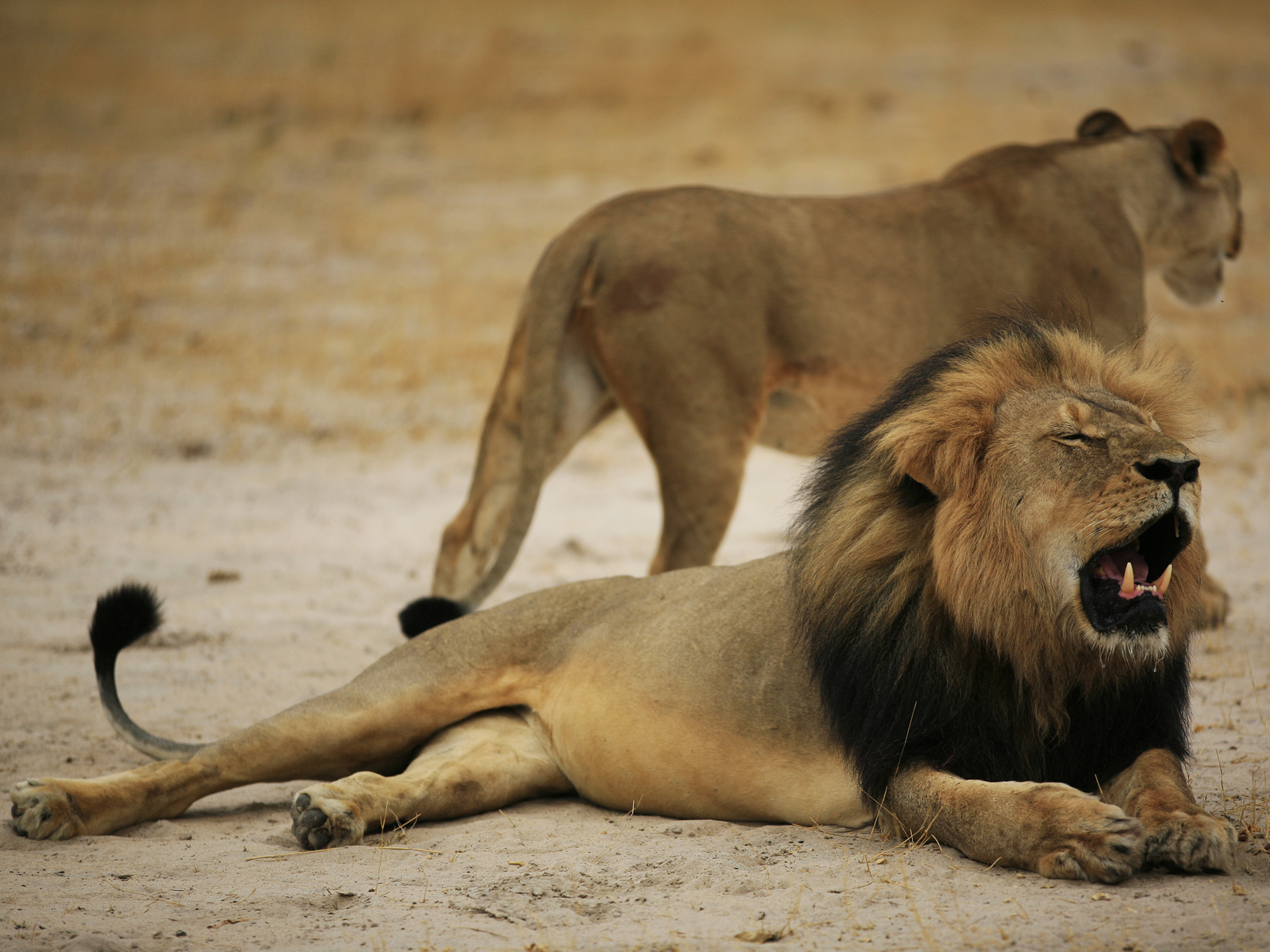 O leão Cecil, a principal atração do parque Hwange, no Zimbábue