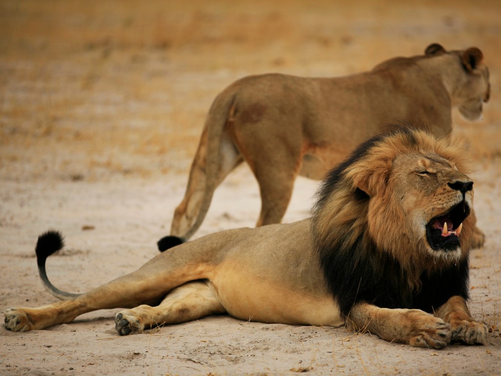 O leão Cecil, a principal atração do parque Hwange, no Zimbábue