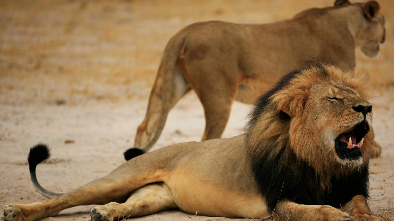 O leão Cecil, a principal atração do parque Hwange, no Zimbábue