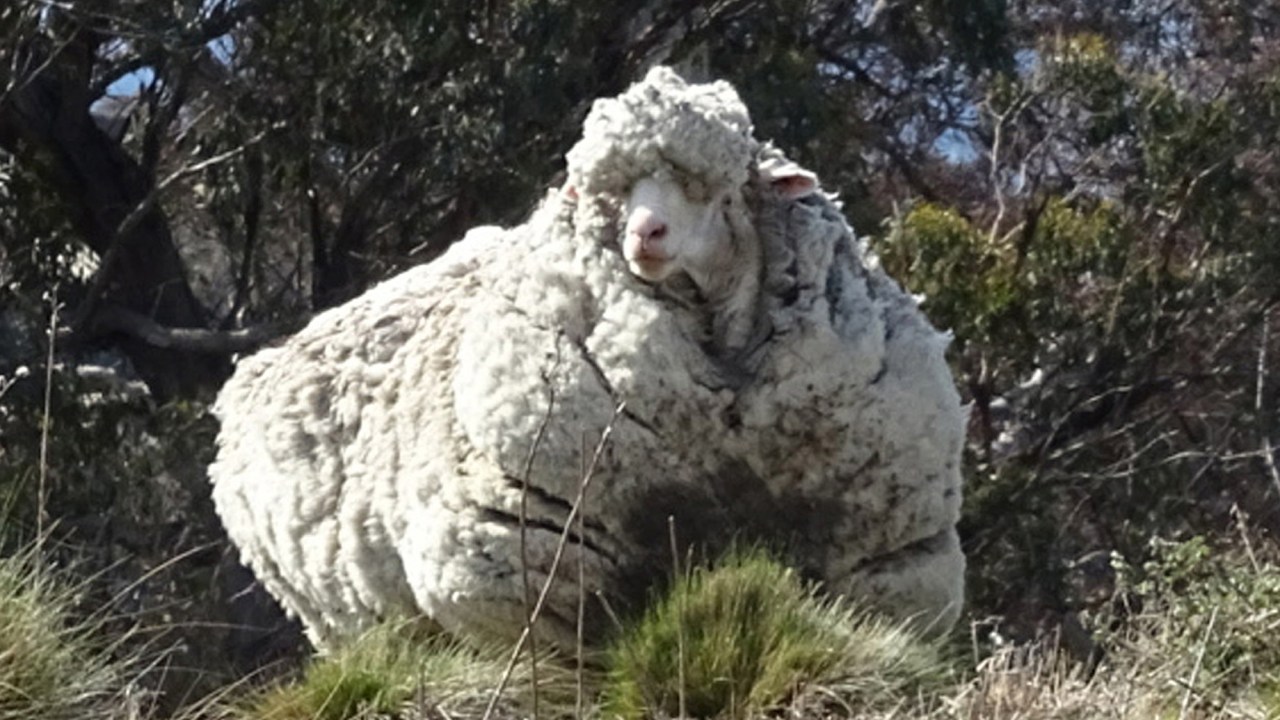 Ovelha encontrada nos arredores de Canberra na Austrália com o pelo quase cinco vezes maior que o normal - 02/09/2015