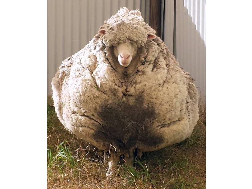 <p>Carneiro encontrado nos arredores de Camberra na Austrália com o pelo quase cinco vezes maior que o normal</p>