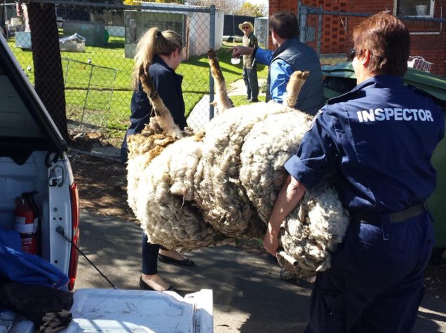 <p>Oficiais da RSPCA carregam a ovelha "perdida" para um refúgio animal em Camberra, na Austrália</p>