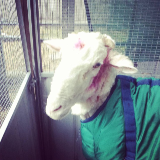 <p>Foram retirados 40 quilos de lã do carneiro Chris, encontrado na Austrália</p>