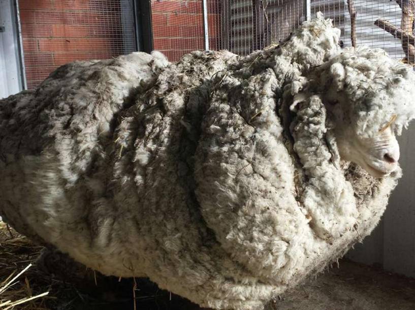 <p>Carneiro encontrado nos arredores de Canberra na Austrália com o pelo quase cinco vezes maior que o normal</p>