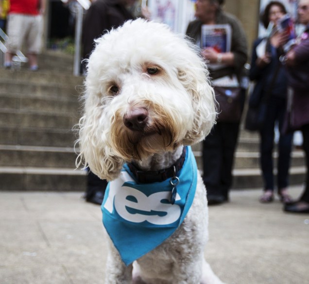 Cachorro da vocalista do grupo escocês Deacon Blue, Lorraine McIntosh, usa um lenço em favor da independência com o escrito SIM em Glasgow, Escócia - 17/09/2014