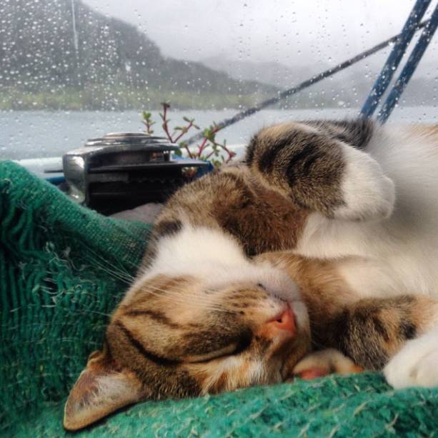 Liz Clark e sua gata, Amelia, navagam ao redor do mundo através de um barco
