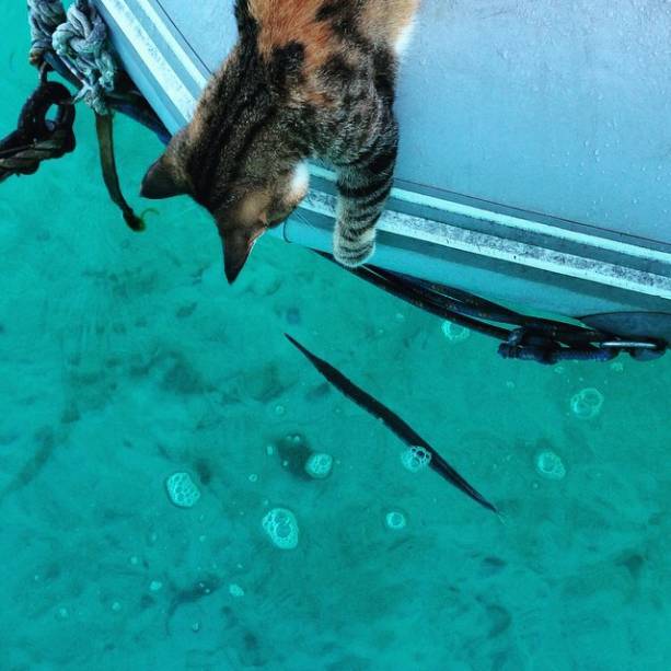 Liz Clark e sua gata, Amelia, navagam ao redor do mundo através de um barco