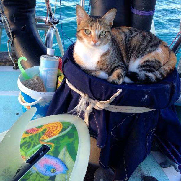 Liz Clark e sua gata, Amelia, navagam ao redor do mundo através de um barco