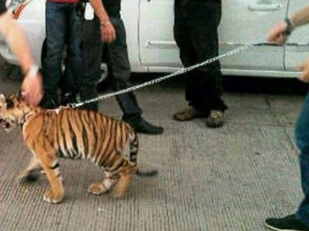 Narcotraficantes exibem um pequeno tigre