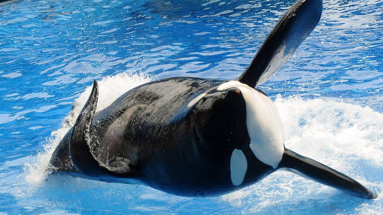 A orca 'Tilikum' em performance no Sea World