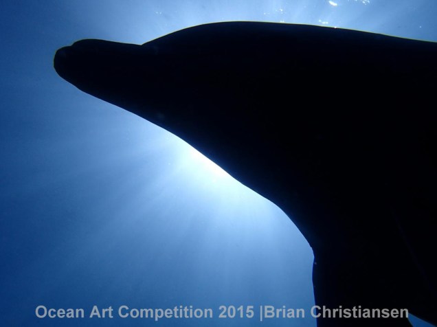<p>Ganhadora da categoria Grande Angular (com câmera compacta), a fotografia de Brian Christiansen mostra uma espécie de golfinho em Daishaies, no Caribe.</p>