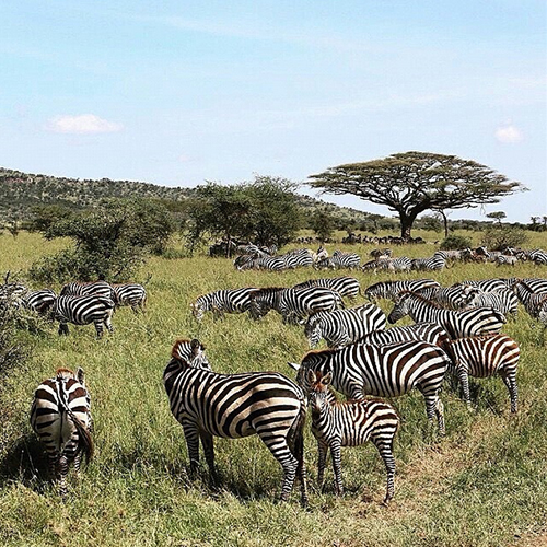 No Instagram do Parque Nacional de Serengeti (@serengeti_national_park) encontramos fotos da reserva e de todas as espécies que vivem ali