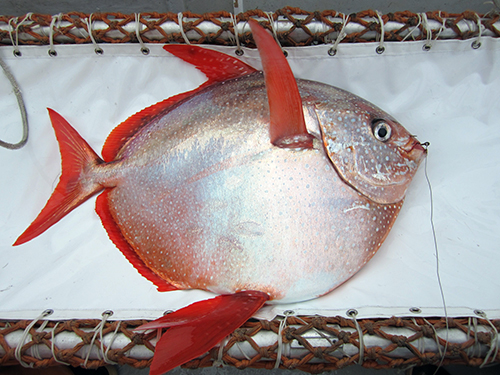 Peixe Opah