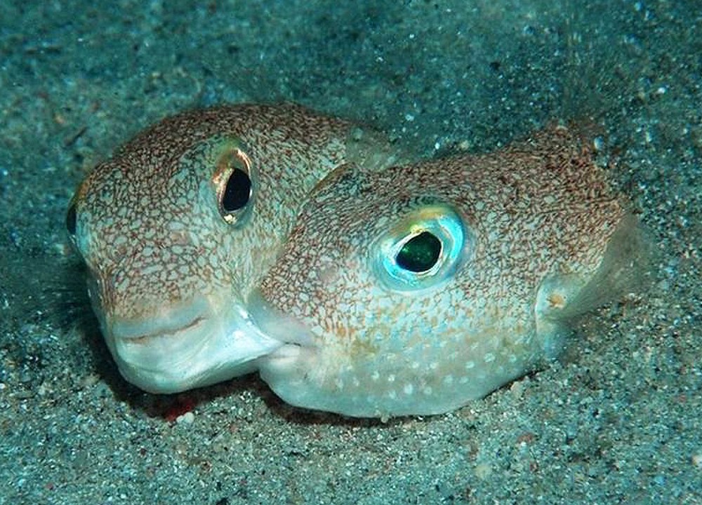 Peixe 'Torquigener albomaculosus', espécie de baiacu que desenha círculos no fundo do mar para fazer seu ninho
